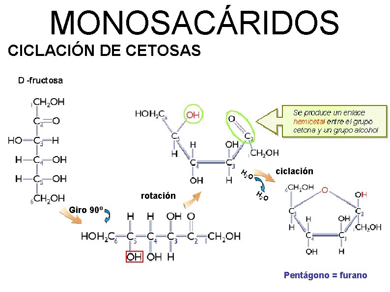 MONOSACÁRIDOS CICLACIÓN DE CETOSAS ciclación H 2 O rotación H 2 O Giro 90º