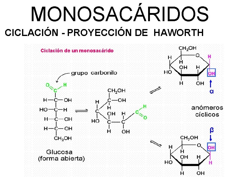 MONOSACÁRIDOS CICLACIÓN - PROYECCIÓN DE HAWORTH 