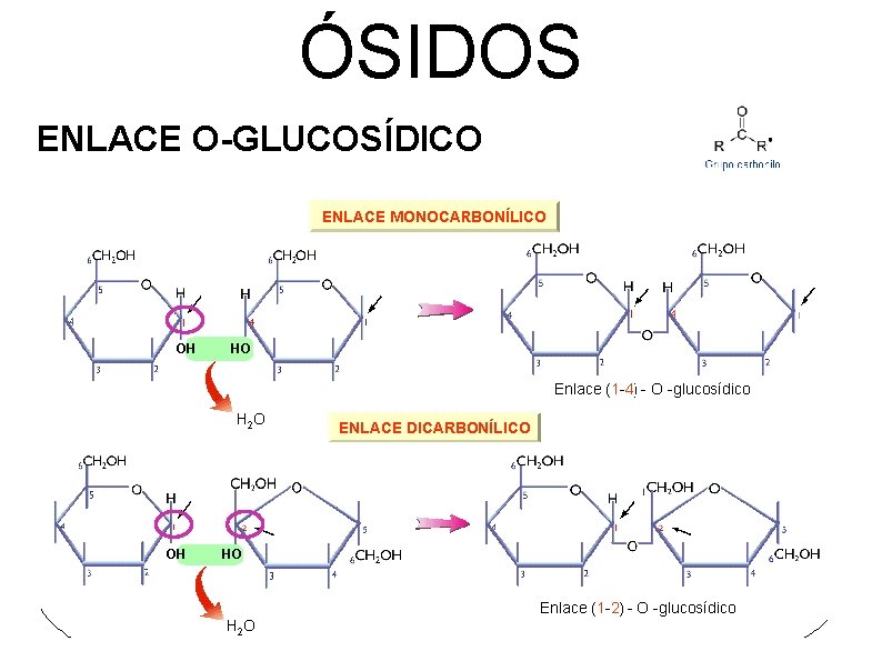 ÓSIDOS ENLACE O-GLUCOSÍDICO 