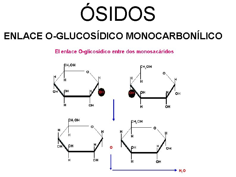 ÓSIDOS ENLACE O-GLUCOSÍDICO MONOCARBONÍLICO 