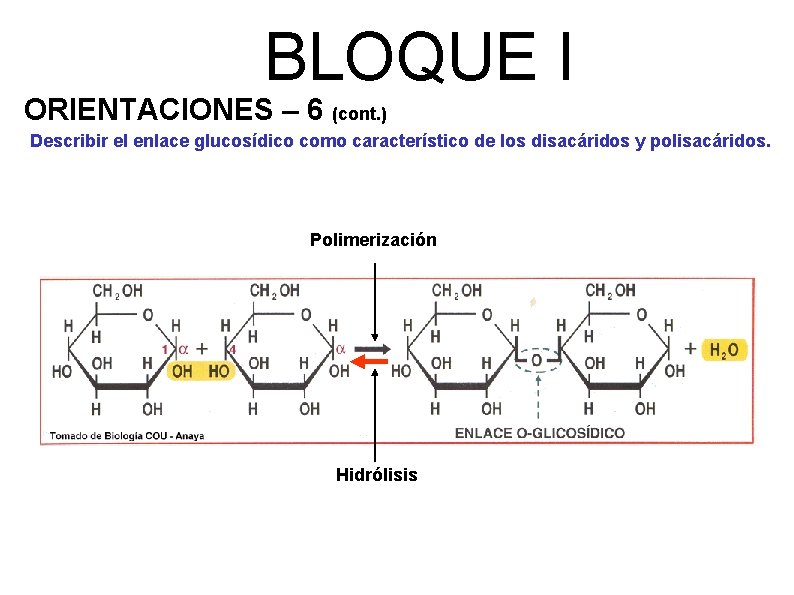 BLOQUE I ORIENTACIONES – 6 (cont. ) Describir el enlace glucosídico como característico de