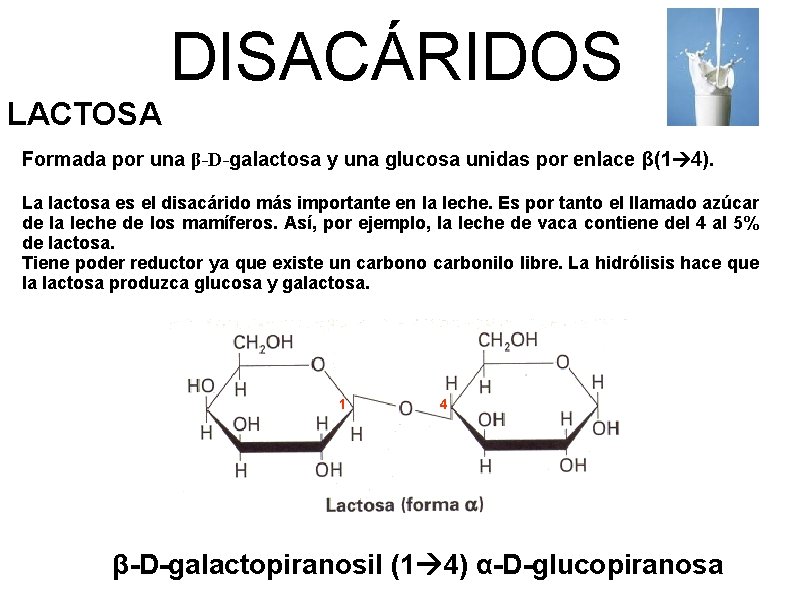 DISACÁRIDOS LACTOSA Formada por una β-D-galactosa y una glucosa unidas por enlace β(1 4).