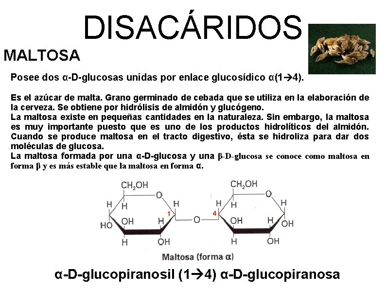 DISACÁRIDOS MALTOSA Posee dos α-D-glucosas unidas por enlace glucosídico α(1 4). Es el azúcar