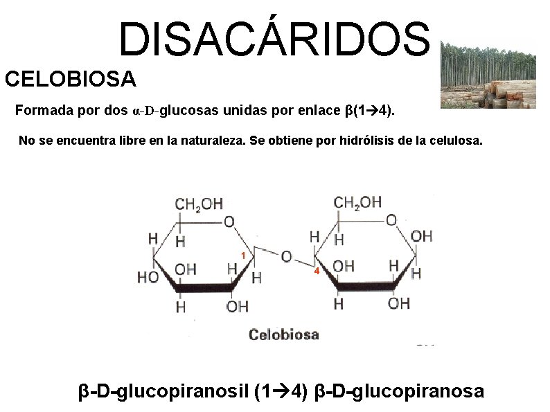 DISACÁRIDOS CELOBIOSA Formada por dos α-D-glucosas unidas por enlace β(1 4). No se encuentra