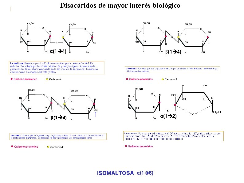 α(1 4) β(1 4) α(1 2) β(1 4) ISOMALTOSA α(1 6) 