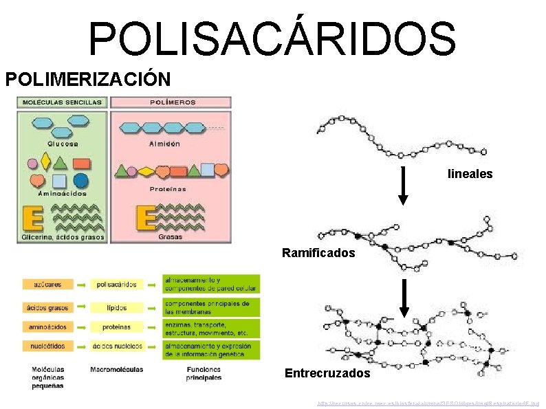 POLISACÁRIDOS POLIMERIZACIÓN lineales Ramificados Entrecruzados http: //recursos. cnice. mec. es/biosfera/alumno/3 ESO/diges/img/Respiratorio 4 F. jpg