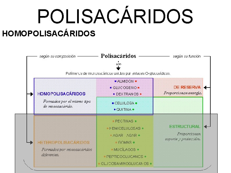 POLISACÁRIDOS HOMOPOLISACÁRIDOS 