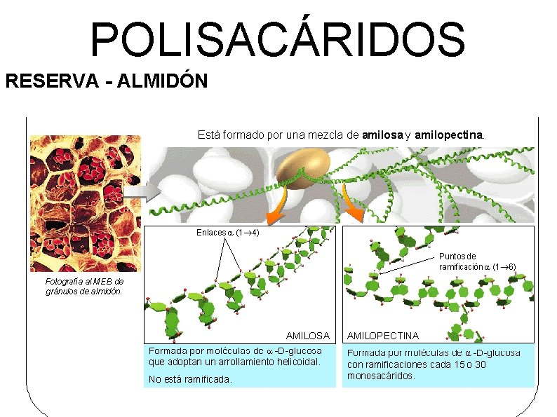 POLISACÁRIDOS RESERVA - ALMIDÓN 