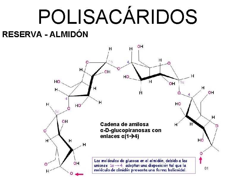 POLISACÁRIDOS RESERVA - ALMIDÓN Cadena de amilosa α-D-glucopiranosas con enlaces α(1 4) 