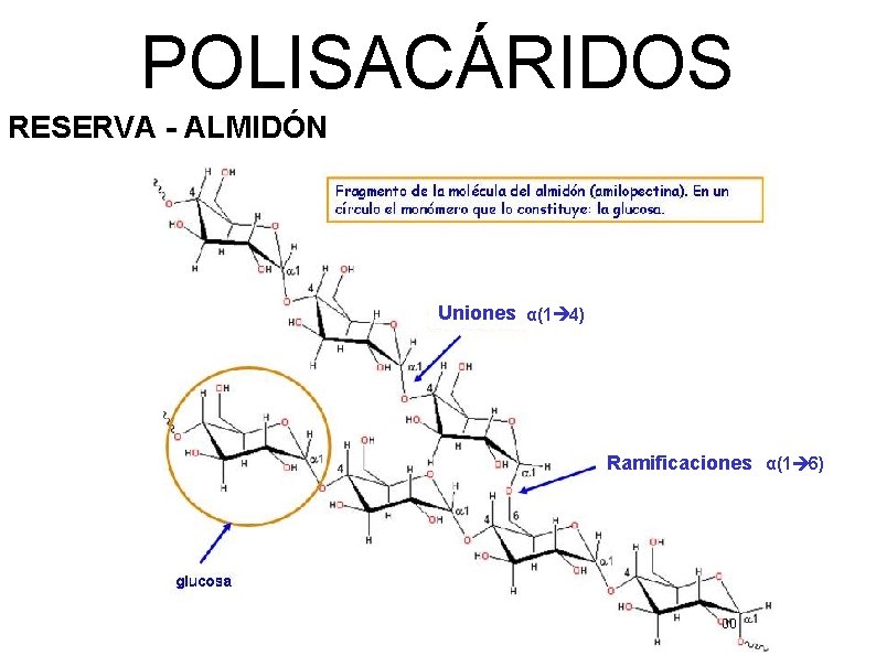 POLISACÁRIDOS RESERVA - ALMIDÓN Uniones α(1 4) Ramificaciones α(1 6) 