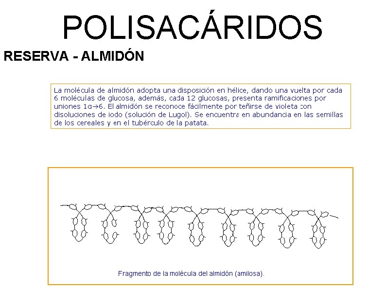 POLISACÁRIDOS RESERVA - ALMIDÓN 