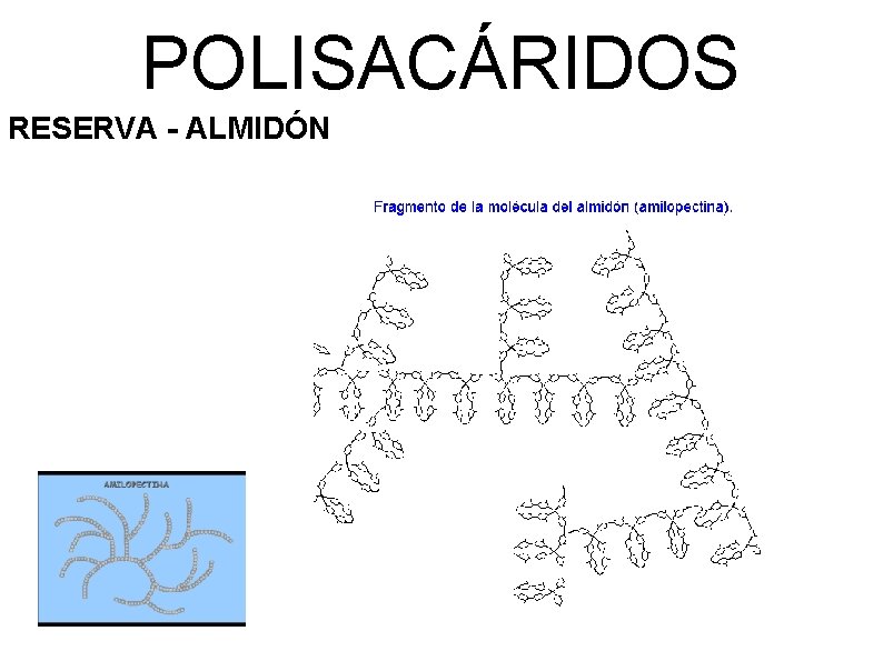 POLISACÁRIDOS RESERVA - ALMIDÓN 