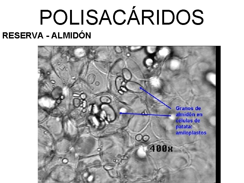 POLISACÁRIDOS RESERVA - ALMIDÓN 