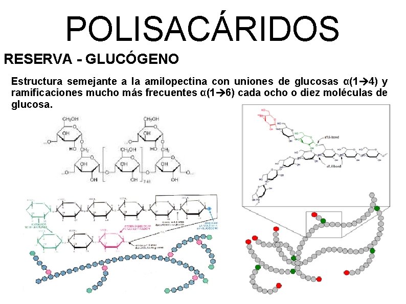 POLISACÁRIDOS RESERVA - GLUCÓGENO Estructura semejante a la amilopectina con uniones de glucosas α(1