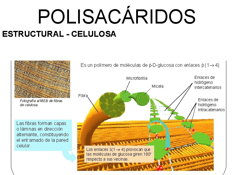 POLISACÁRIDOS ESTRUCTURAL - CELULOSA 