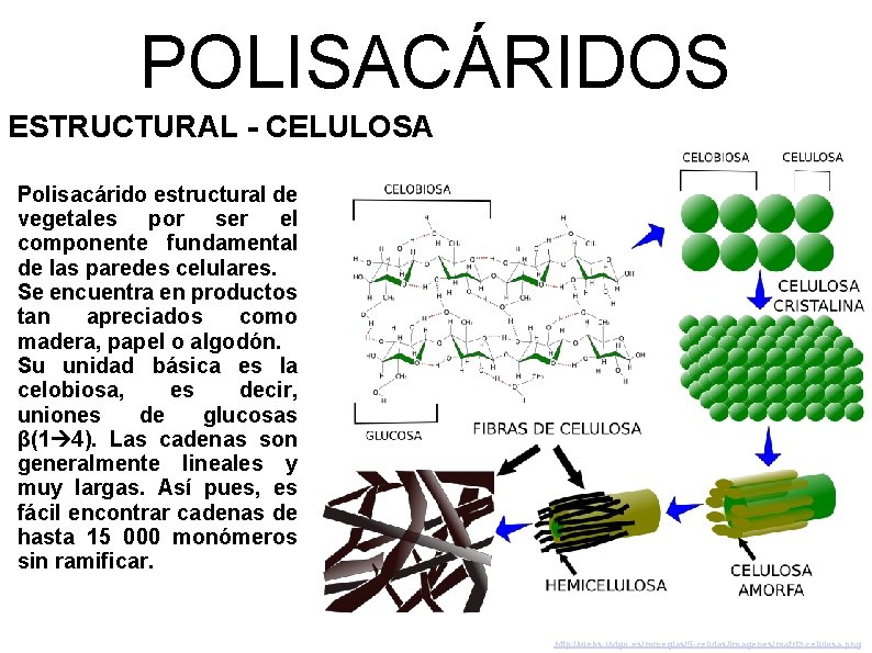 POLISACÁRIDOS ESTRUCTURAL - CELULOSA Polisacárido estructural de vegetales por ser el componente fundamental de