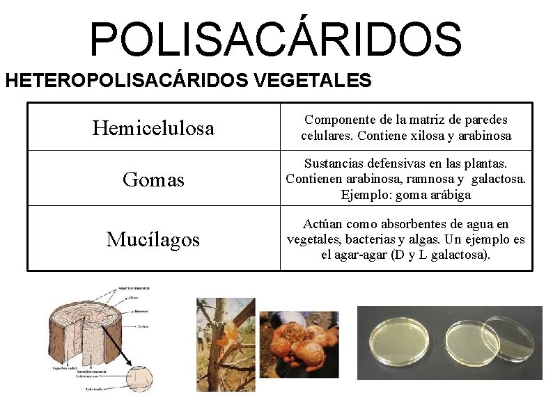 POLISACÁRIDOS HETEROPOLISACÁRIDOS VEGETALES Hemicelulosa Componente de la matriz de paredes celulares. Contiene xilosa y