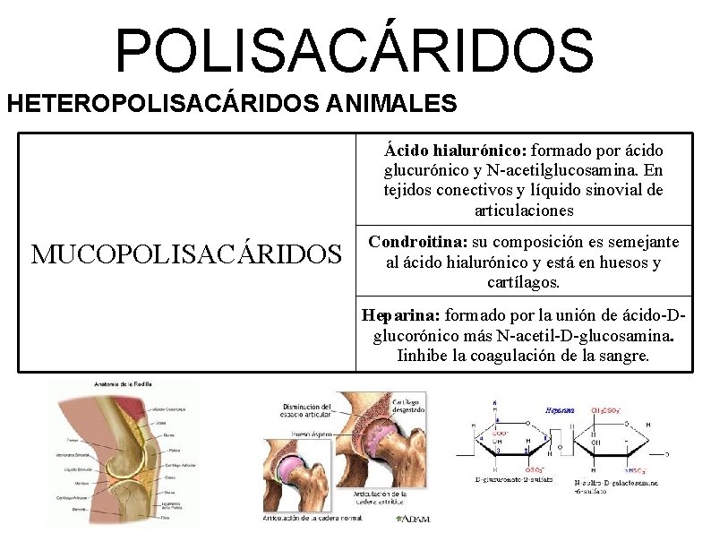 POLISACÁRIDOS HETEROPOLISACÁRIDOS ANIMALES Ácido hialurónico: formado por ácido glucurónico y N-acetilglucosamina. En tejidos conectivos