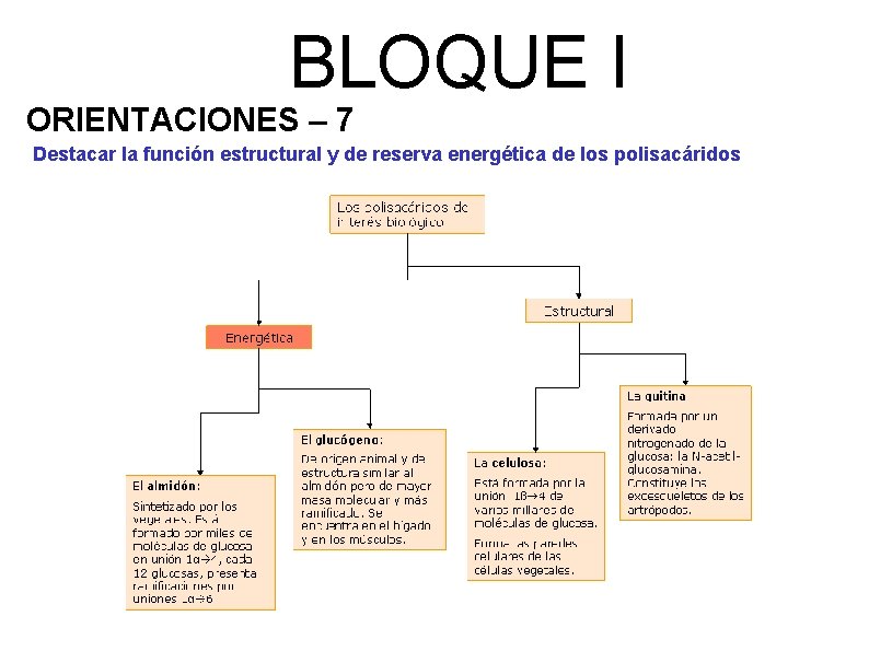 BLOQUE I ORIENTACIONES – 7 Destacar la función estructural y de reserva energética de