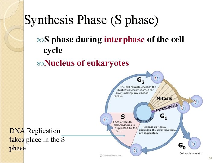 dna and replication 1 history of dna 2