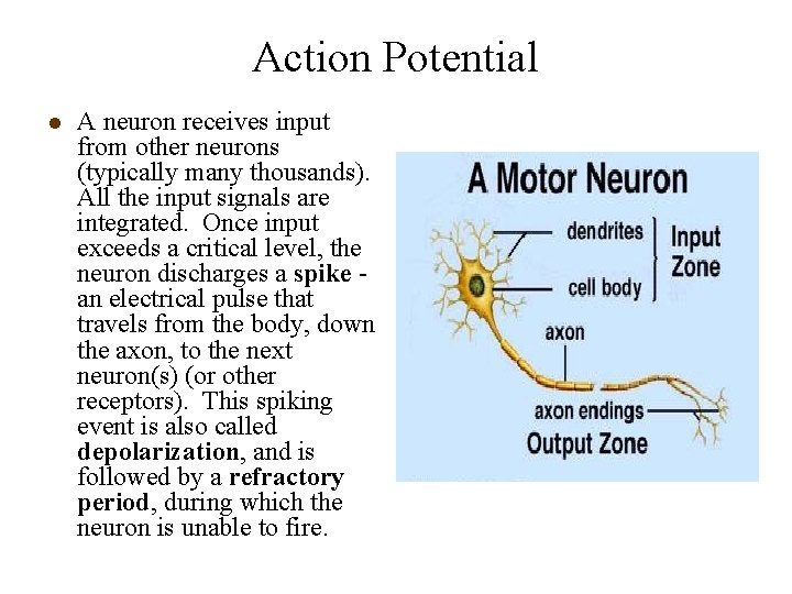 Action Potential l A neuron receives input from other neurons (typically many thousands). All Action Potential l A neuron receives input from other neurons (typically many thousands). All