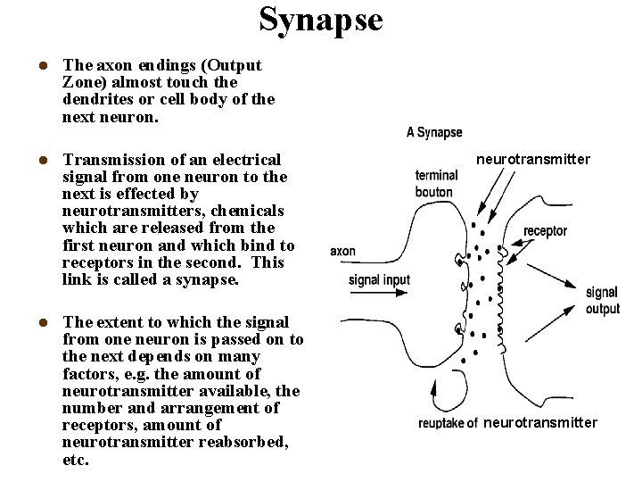 Synapse l The axon endings (Output Zone) almost touch the dendrites or cell body