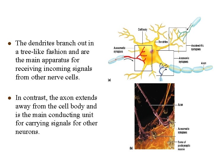 l The dendrites branch out in a tree-like fashion and are the main apparatus