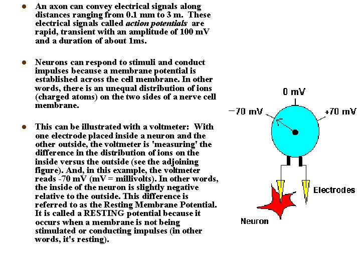 l An axon can convey electrical signals along distances ranging from 0. 1 mm