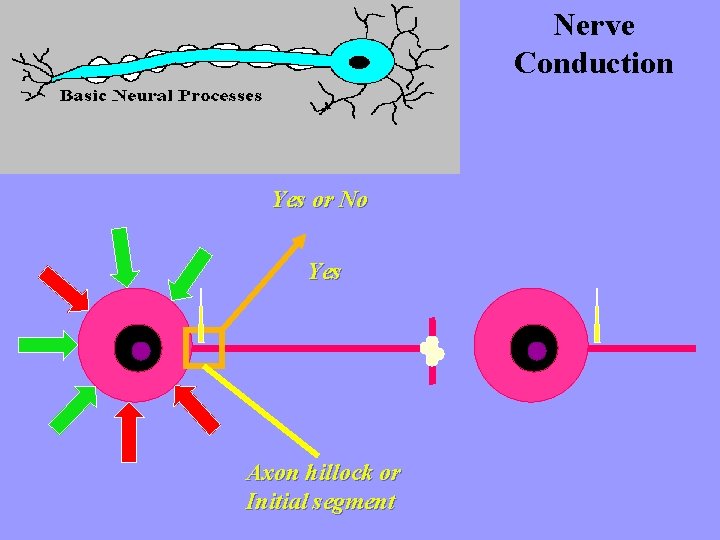 Nerve Conduction Yes or No Yes Axon hillock or Initial segment 