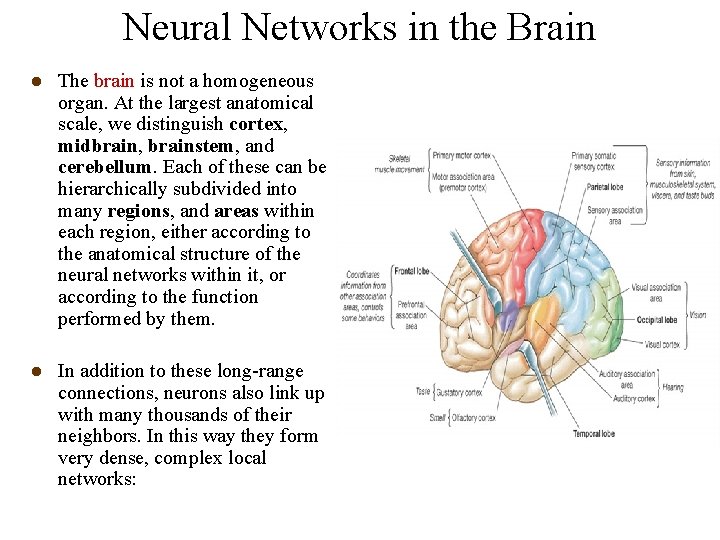 Neural Networks in the Brain l The brain is not a homogeneous organ. At