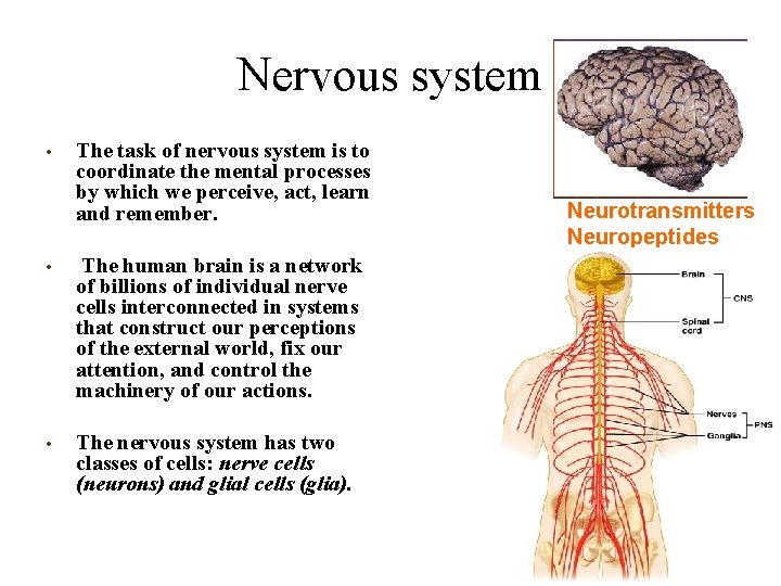 Nervous system • The task of nervous system is to coordinate the mental processes