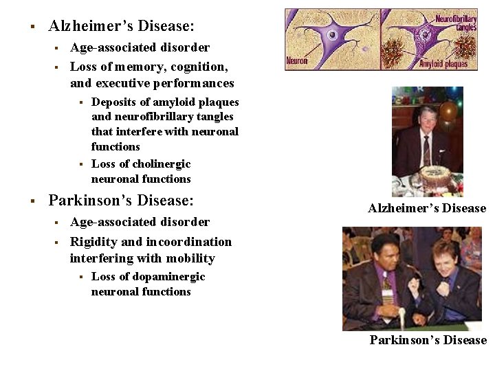 § Alzheimer’s Disease: § § Age-associated disorder Loss of memory, cognition, and executive performances