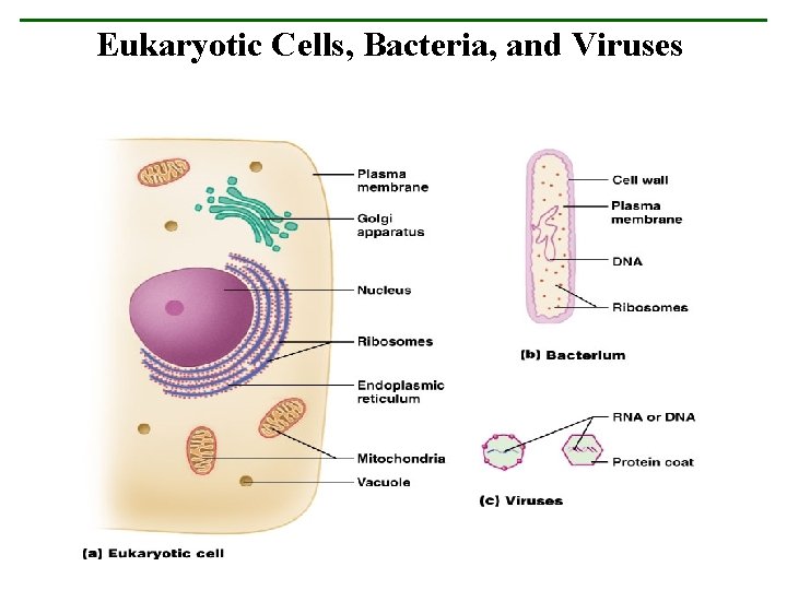 Eukaryotic Cells, Bacteria, and Viruses 