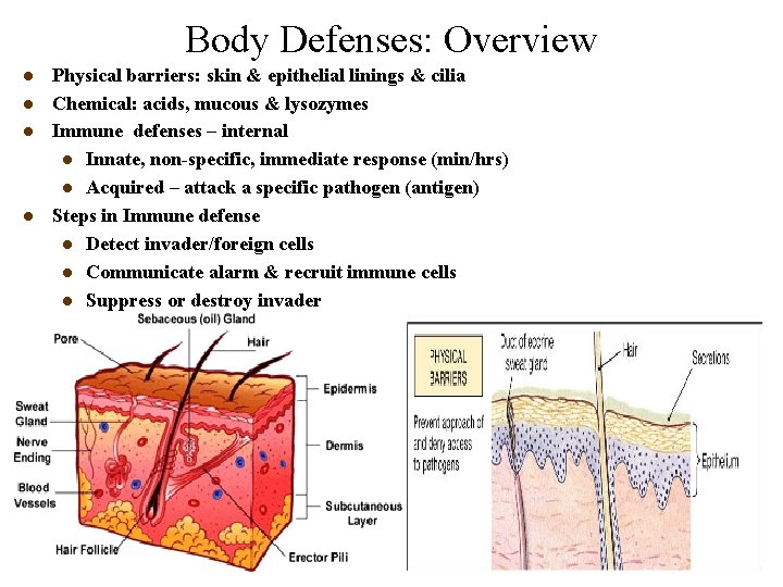 Body Defenses: Overview l l Physical barriers: skin & epithelial linings & cilia Chemical: