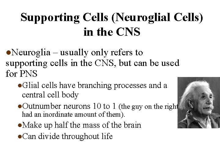 Supporting Cells (Neuroglial Cells) in the CNS l. Neuroglia – usually only refers to