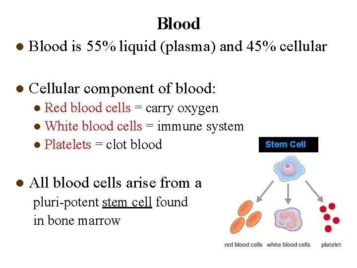 Blood l Blood is 55% liquid (plasma) and 45% cellular l Cellular component of Blood l Blood is 55% liquid (plasma) and 45% cellular l Cellular component of