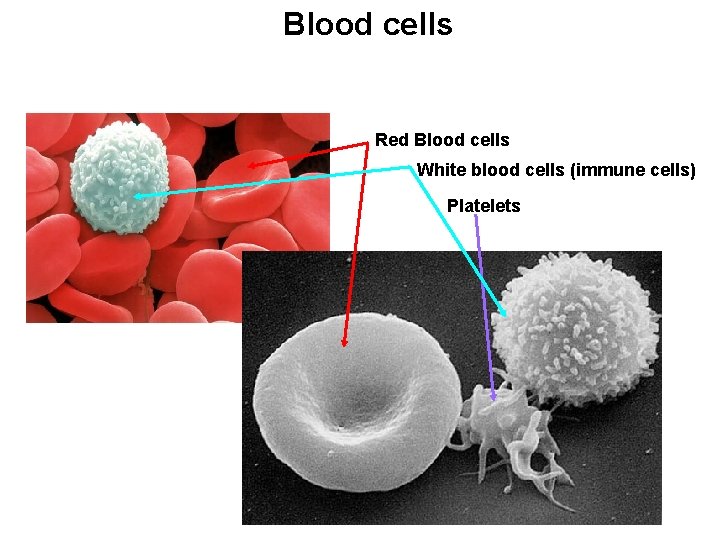 Blood cells Red Blood cells White blood cells (immune cells) Platelets 