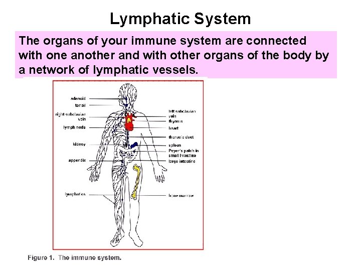 Lymphatic System The organs of your immune system are connected with one another and