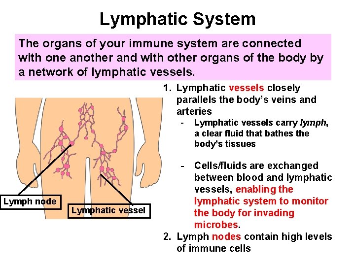 Lymphatic System The organs of your immune system are connected with one another and