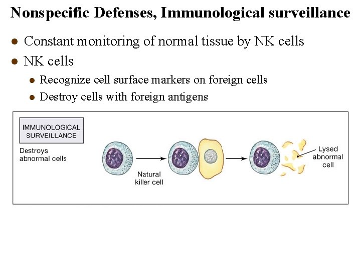 Nonspecific Defenses, Immunological surveillance l l Constant monitoring of normal tissue by NK cells