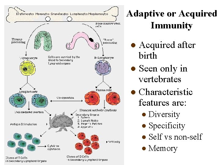 Adaptive or Acquired Immunity Acquired after birth l Seen only in vertebrates l Characteristic