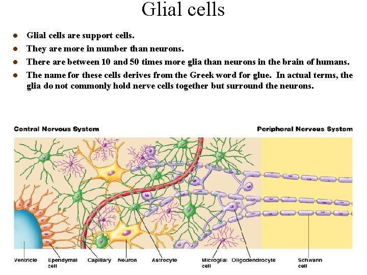 Glial cells l l Glial cells are support cells. They are more in number
