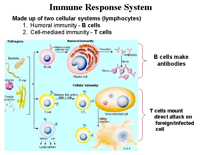 Immune Response System Made up of two cellular systems (lymphocytes) 1. Humoral immunity -