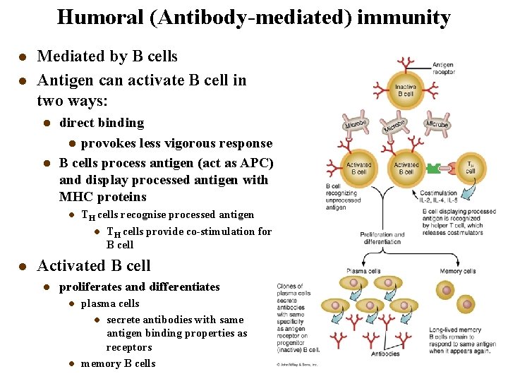 Humoral (Antibody-mediated) immunity l l Mediated by B cells Antigen can activate B cell