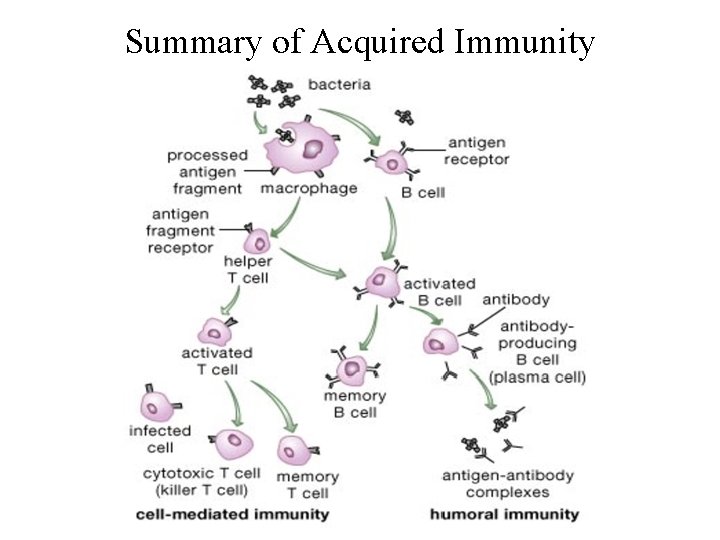 Summary of Acquired Immunity Summary of Acquired Immunity