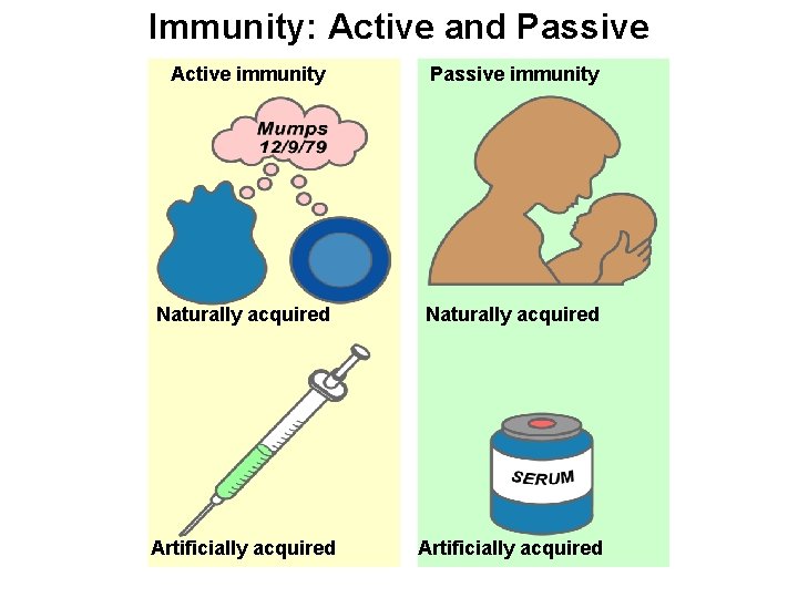Immunity: Active and Passive Active immunity Passive immunity Naturally acquired Artificially acquired 