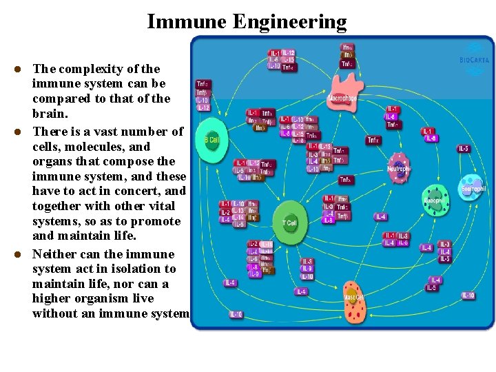 Immune Engineering l l l The complexity of the immune system can be compared