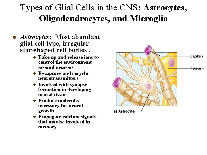 Types of Glial Cells in the CNS: Astrocytes, Oligodendrocytes, and Microglia l Astrocytes: Most