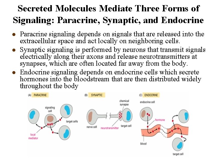 Secreted Molecules Mediate Three Forms of Signaling: Paracrine, Synaptic, and Endocrine l l l