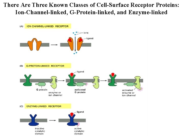 There Are Three Known Classes of Cell-Surface Receptor Proteins: Ion-Channel-linked, G-Protein-linked, and Enzyme-linked 